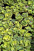 Phnom Penh - Royal Palace, the garden